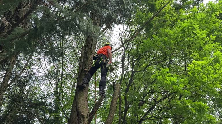 Best Commercial Tree Services  in Fruitdale, CA